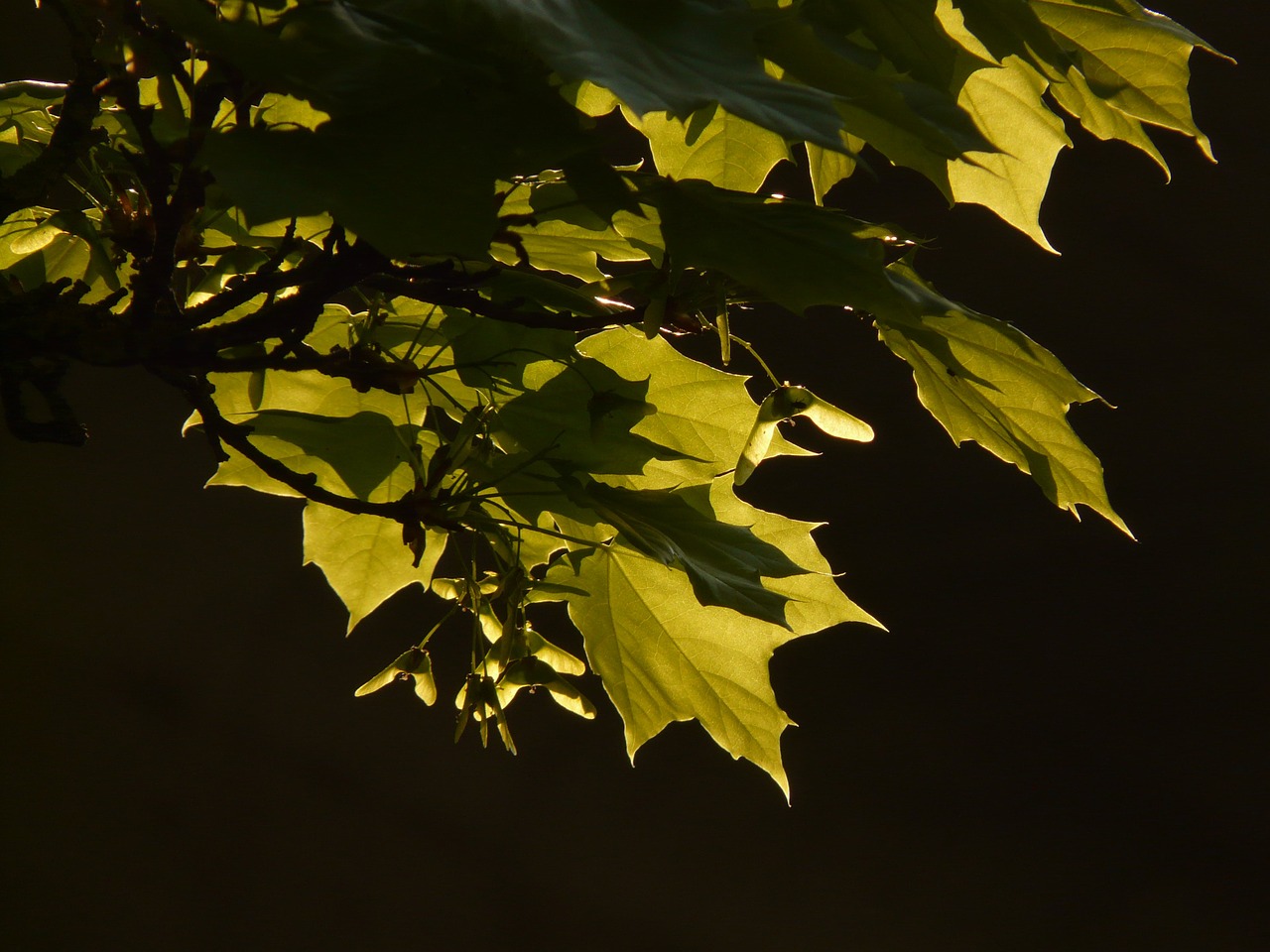 Klevas, Klevo Lapas, Lapai, Medis, Žalias, Venos, Norvegijos Klevas, Acer Platanoids, Adatų Lapų Klevas, Saulė