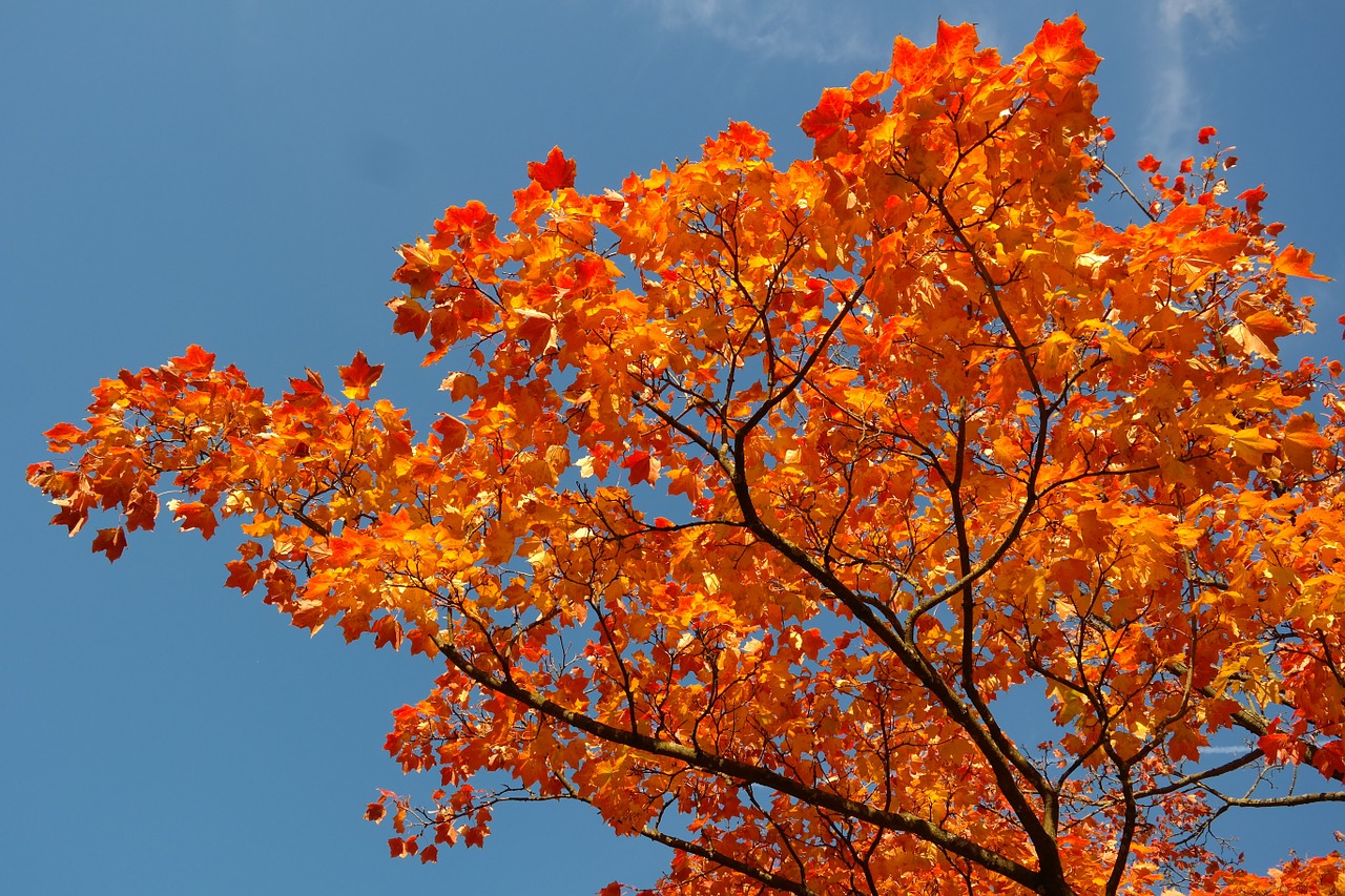 Klevo Lapai, Lapai, Ruduo, Kritimo Spalva, Filialas, Klevas, Acer Platanoids, Geltona, Oranžinė, Raudona