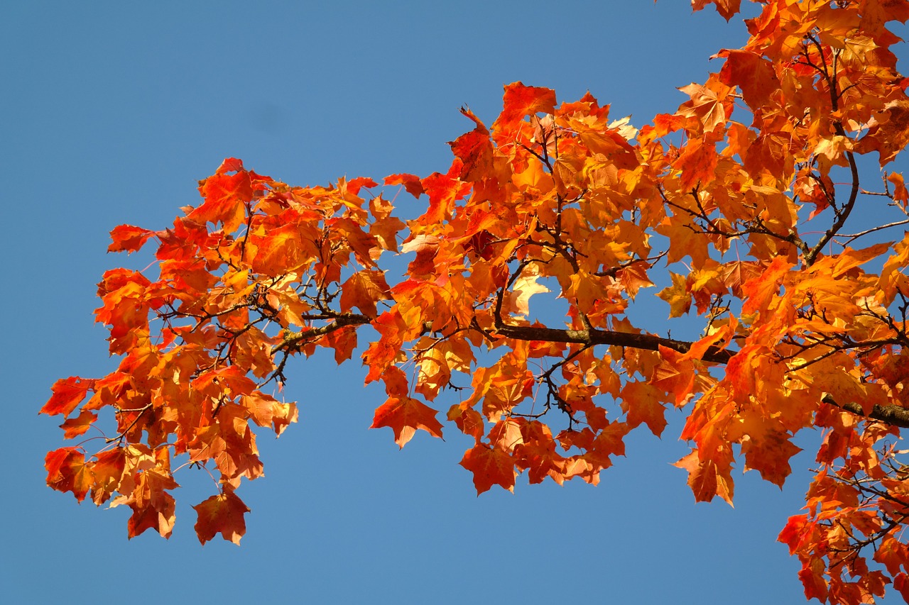 Klevo Lapai, Lapai, Ruduo, Kritimo Spalva, Filialas, Klevas, Acer Platanoids, Geltona, Oranžinė, Raudona