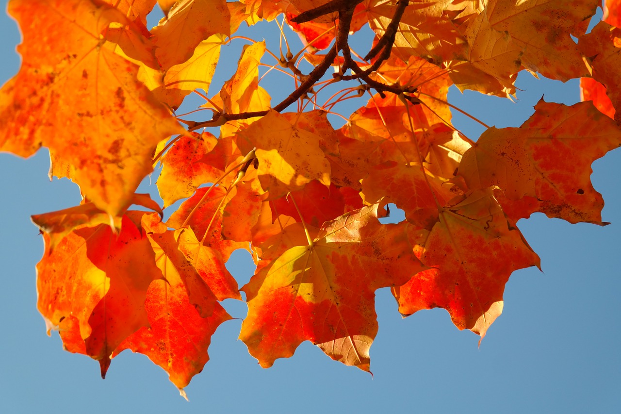 Klevo Lapai, Lapai, Ruduo, Kritimo Spalva, Filialas, Klevas, Acer Platanoids, Geltona, Oranžinė, Raudona