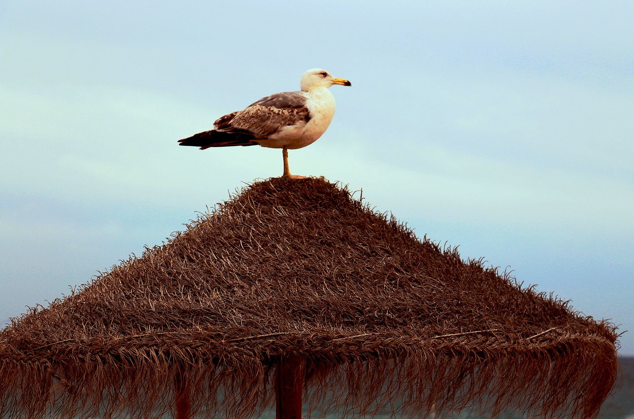 Mar, Gaiovata, Gyvūnas, Papludimys, Gamta, Nemokamos Nuotraukos,  Nemokama Licenzija