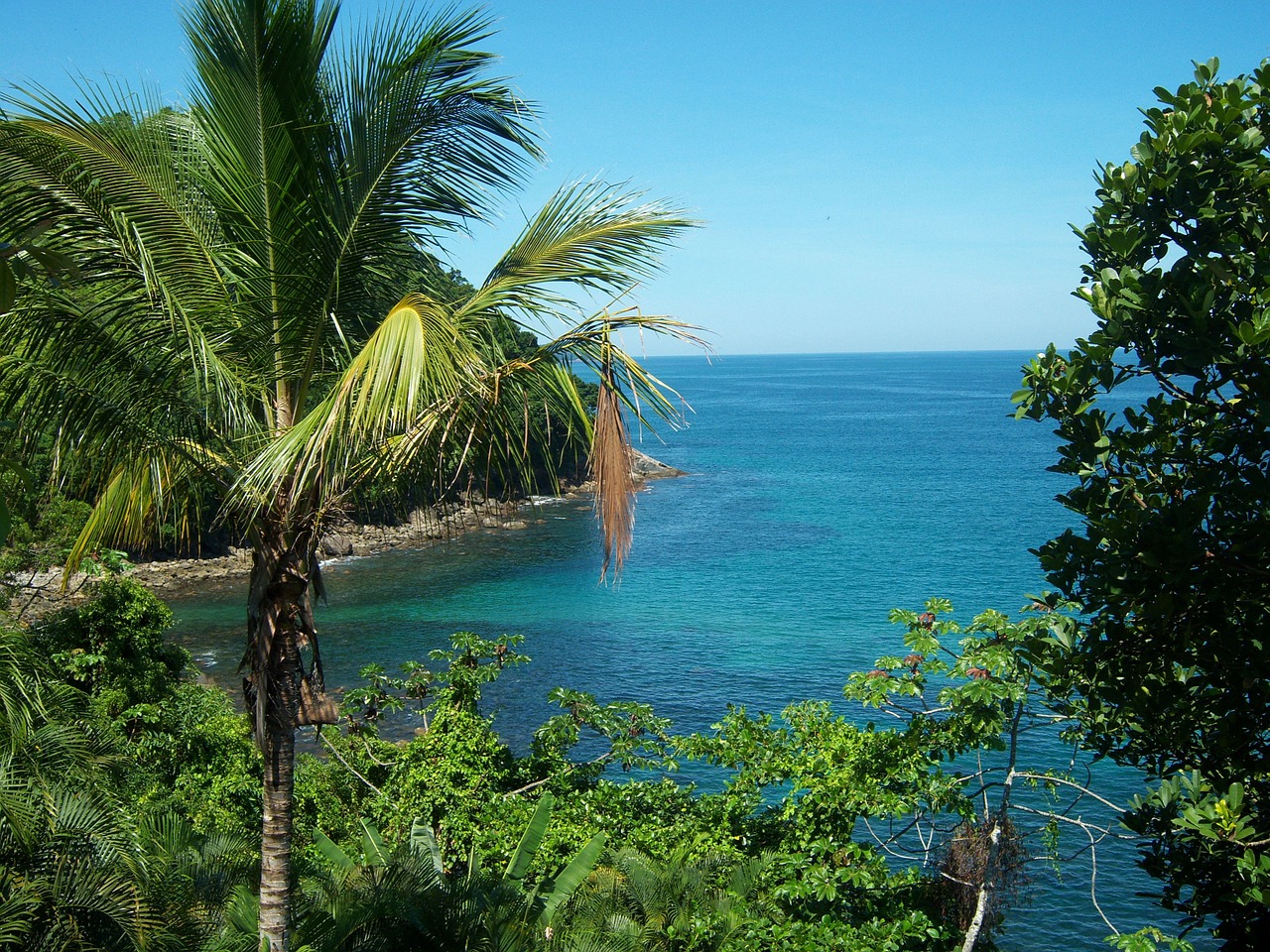 Mar, Kokoso Medis, Vista, Mėlynas Dangus, São Sebastião, Kokoso Medžiai, Tropinė Šalis, Atostogos, Vasara, Tylus