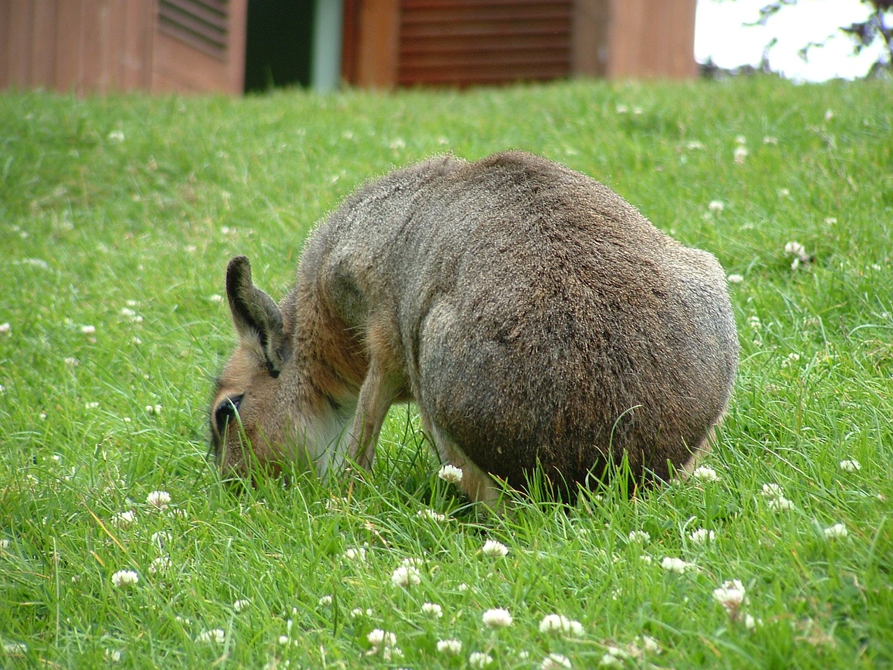 Mara, Zoologijos Sodas, Žinduolis, Ruda, Gyvūnas, Nemokamos Nuotraukos,  Nemokama Licenzija