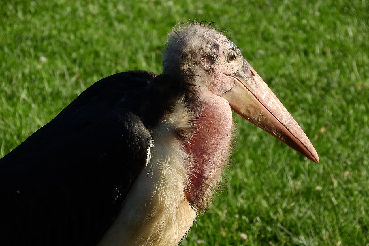 Marabou, Leptoptilos Crumenifer, Gandras, Mrchožravý, Afrikos Fauna, Nemokamos Nuotraukos,  Nemokama Licenzija