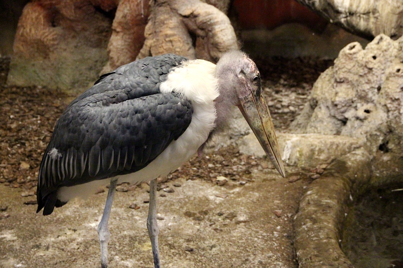 Marabou Gandras, Leptoptilos Crumeniferus, Paukštis, Gamta, Gyvoji Gamta, Zoologijos Sodas, Gyvūnas, Nemokamos Nuotraukos,  Nemokama Licenzija