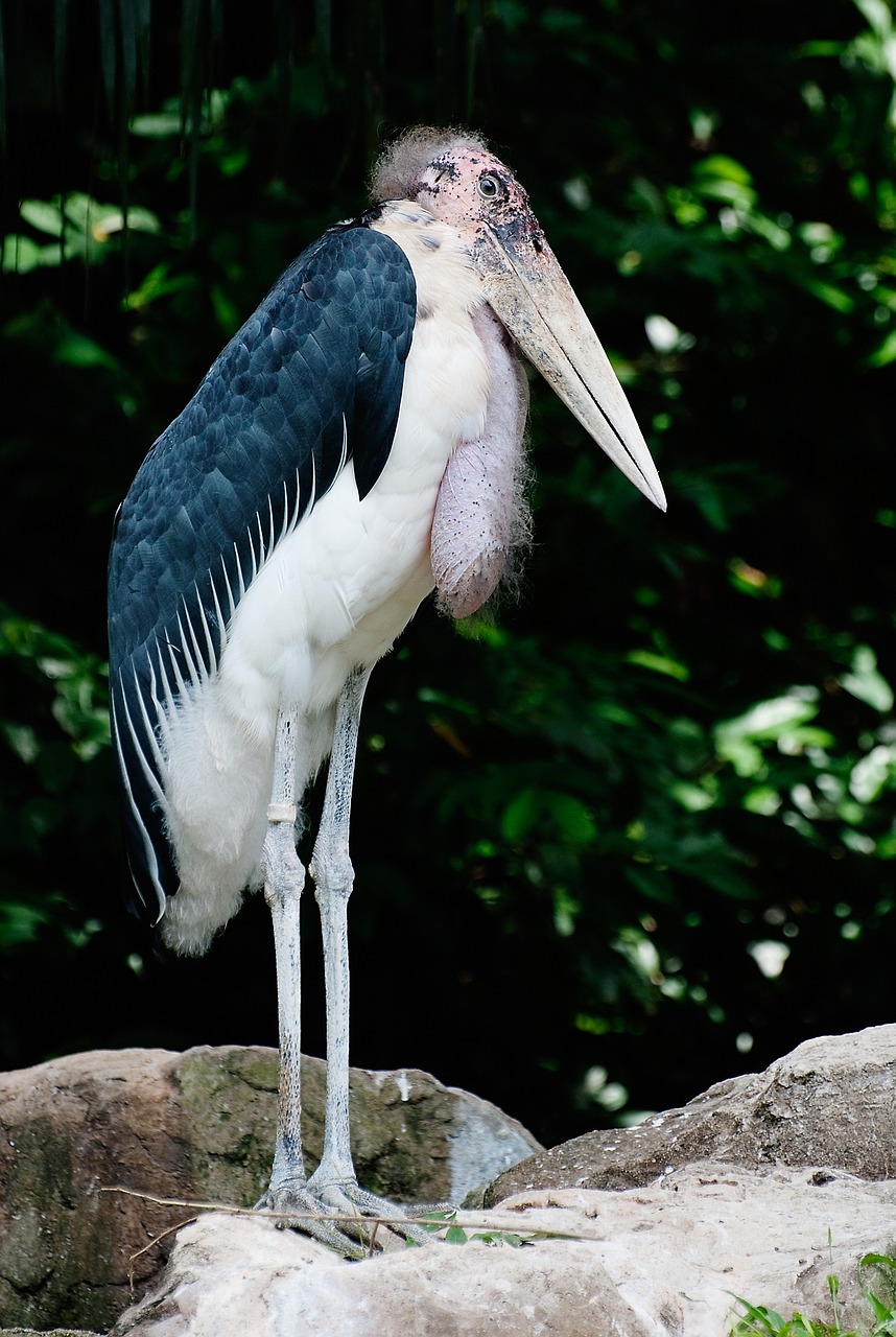 Marabou Gandras, Stovintis, Paukštis, Laukinė Gamta, Gamta, Plunksna, Didelis, Ruda, Sąskaitą, Nemokamos Nuotraukos