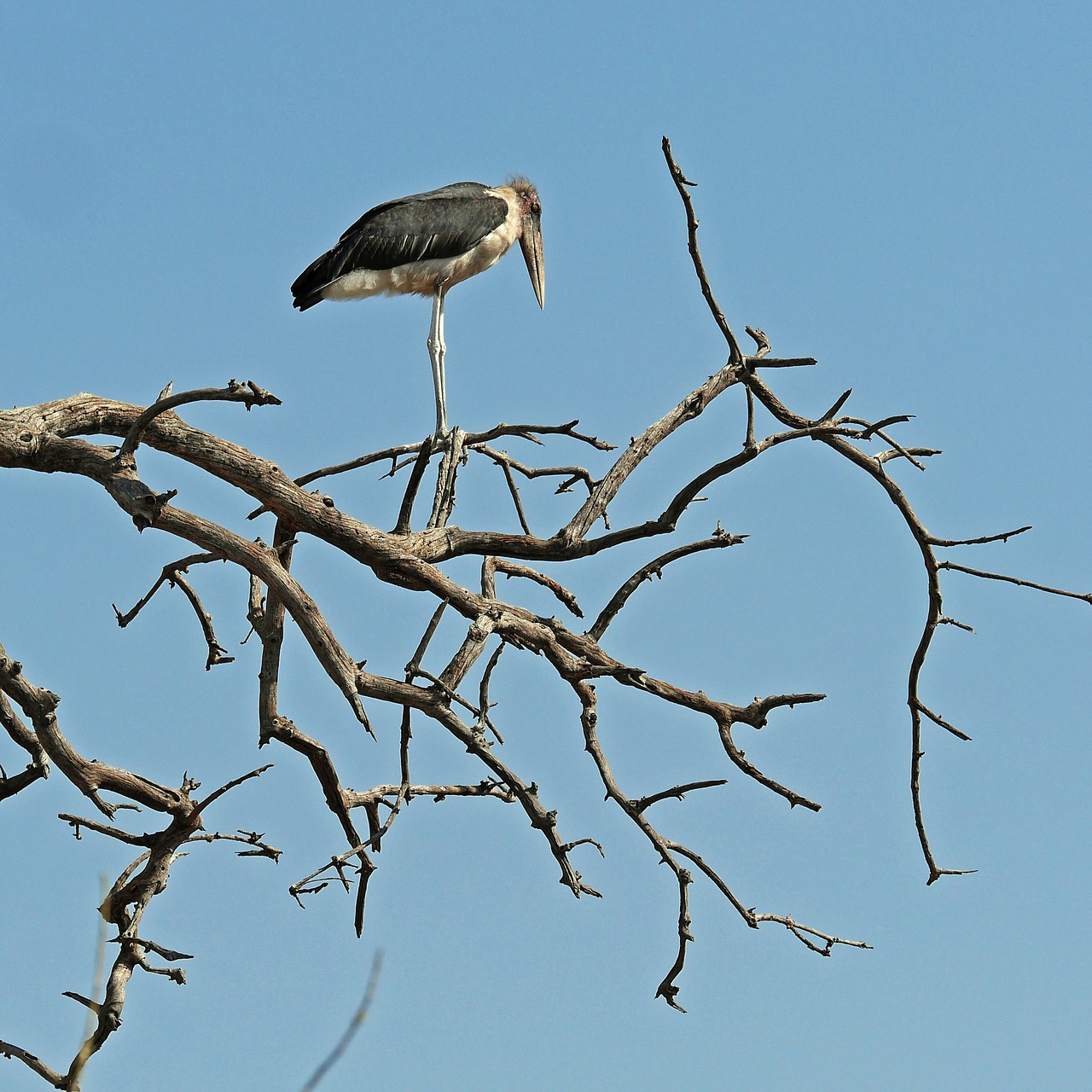 Marabu, Paukštis, Afrika, Safari, Botsvana, Okavango, Nemokamos Nuotraukos,  Nemokama Licenzija