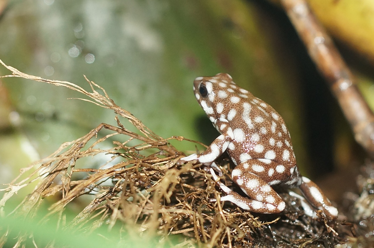 Maranonfrosch,  Mažas,  Nuodų Varlė,  Amfibija, Nemokamos Nuotraukos,  Nemokama Licenzija