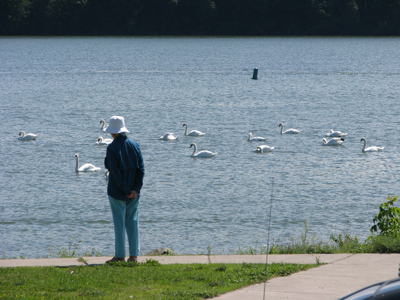 Gulbė,  Vanduo,  Mąstymas,  Jūrų Meditacija, Nemokamos Nuotraukos,  Nemokama Licenzija