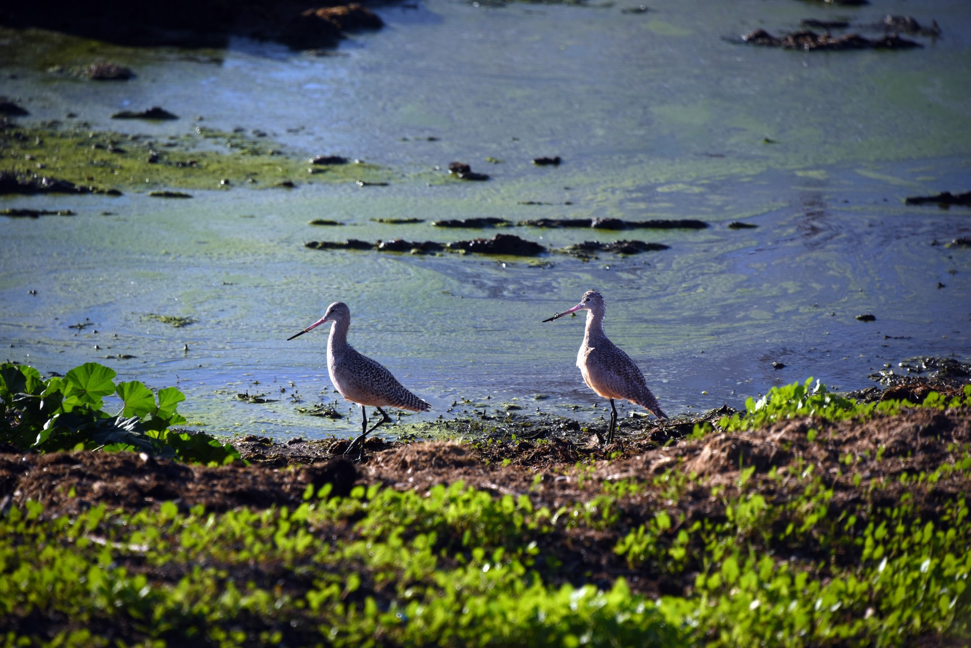 Marmurinė,  Godwit,  Ruda,  Ilgas & Nbsp,  Sąskaita,  Pelkės,  Pelkė,  Marmurinė Godwits Pora, Nemokamos Nuotraukos,  Nemokama Licenzija