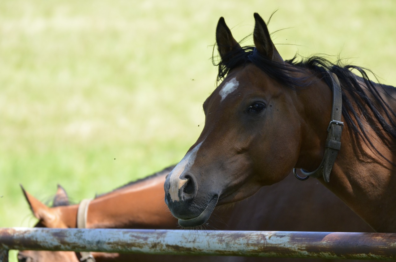 Mare, Pagrindinis Ir Valstybinis Stud Marbachas, Rudasis Žirgas, Blaze, Galva, Arklys, Akis, Grynas Arabiškas, Arabai, Jodinėjimas