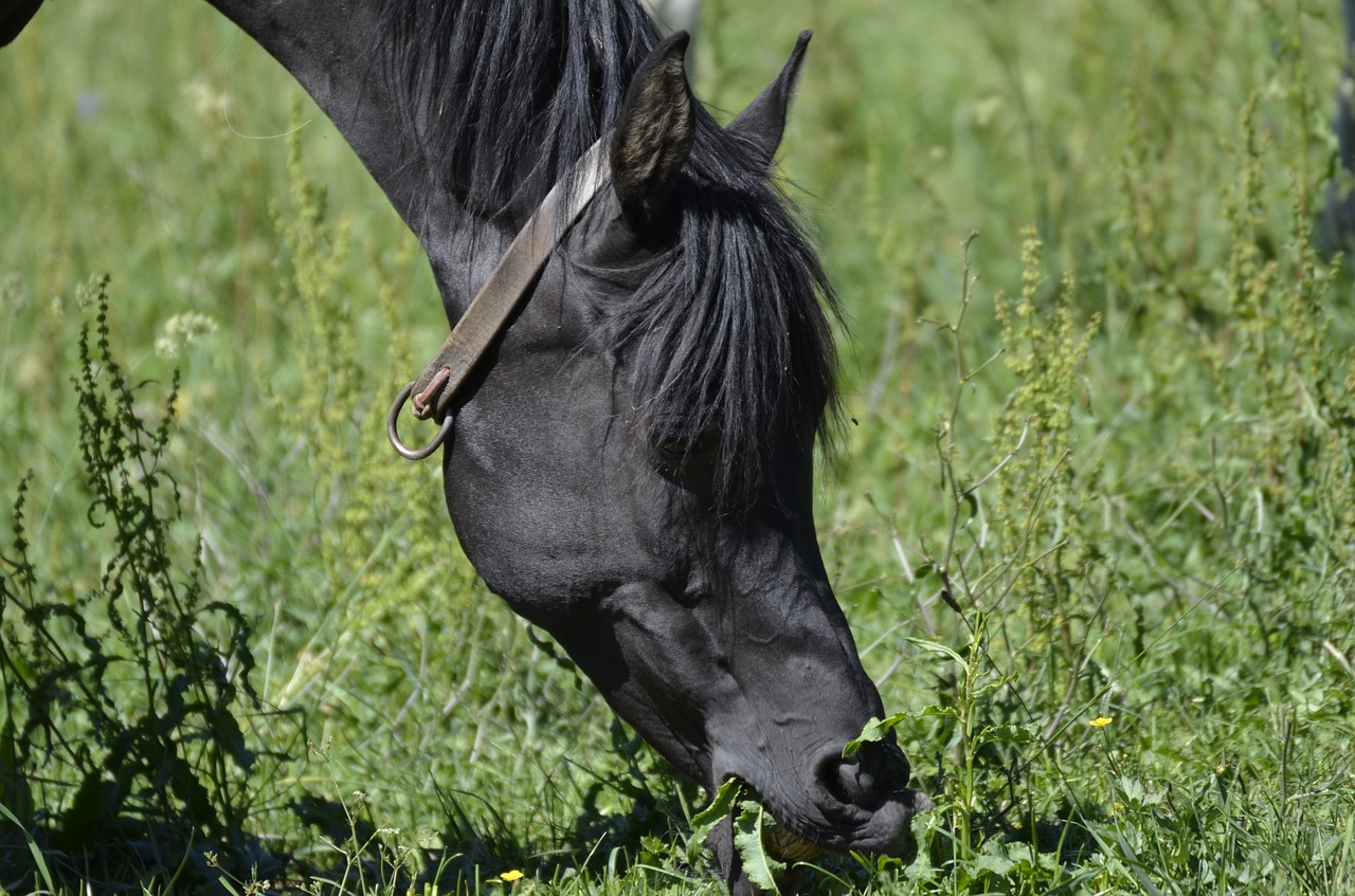 Mare, Visas Kraujas, Arabai, Rap, Grynas Arabiškas, Paddock, Arklių Veislė, Ganyti, Arklio Galva, Arabų Veislė