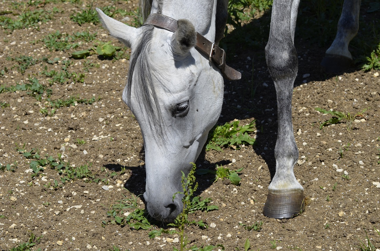 Mare, Visas Kraujas, Arabai, Rap, Grynas Arabiškas, Paddock, Arklių Veislė, Ganyti, Arklio Galva, Arabų Veislė