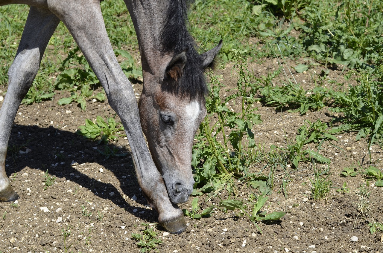 Mare, Visas Kraujas, Arabai, Rap, Grynas Arabiškas, Paddock, Arklių Veislė, Ganyti, Arklio Galva, Arabų Veislė