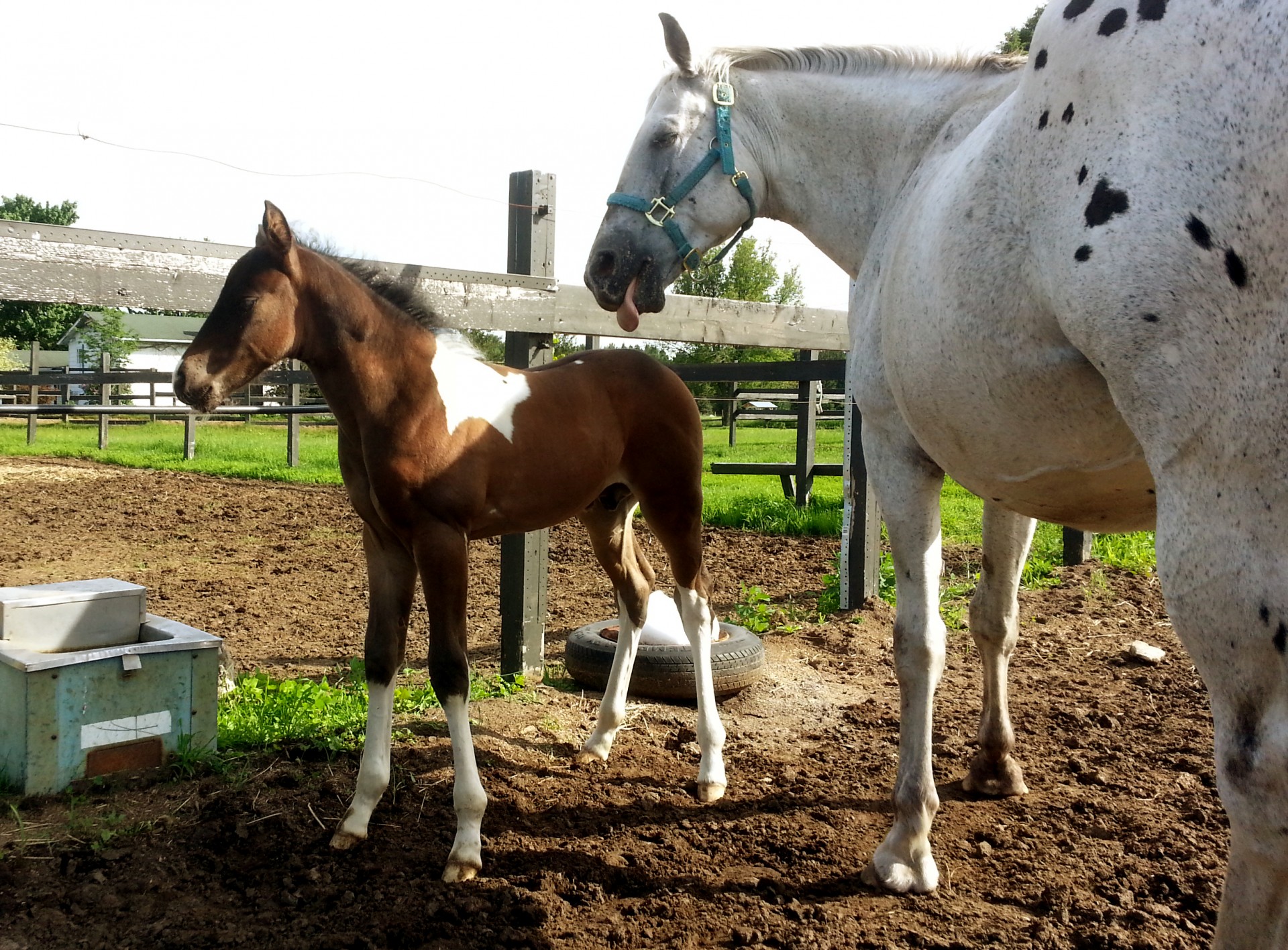 Arklys,  Arkliai,  Mare,  Kumeliukas,  Kūdikis,  Arklys,  Jodinėjimas,  Jodinėjimas,  Appaloosa,  Kumelė Ir Kumelė