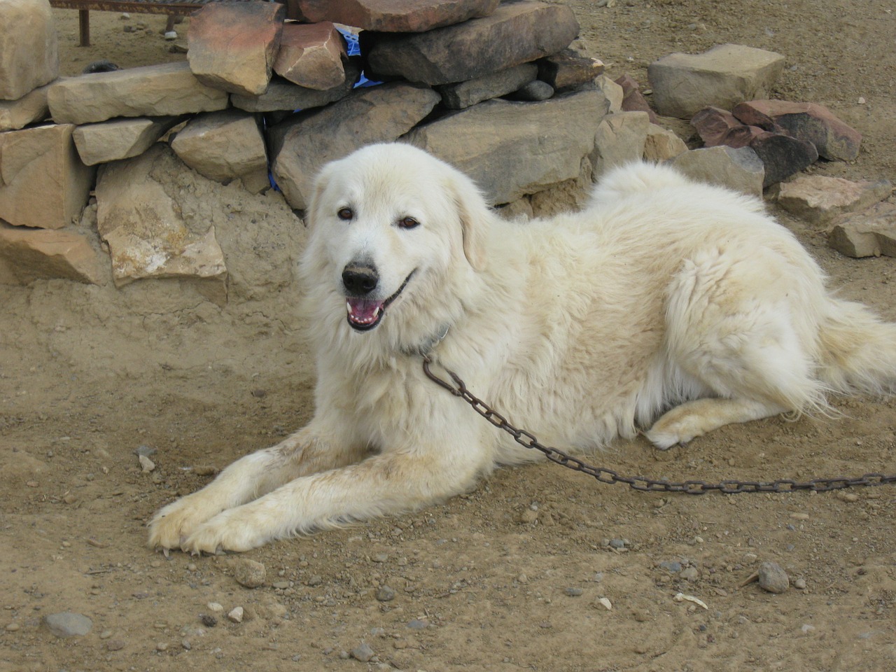 Maremma Aviganis, Aviganis, Šuo, Naminis Gyvūnėlis, Gyvūnas, Nemokamos Nuotraukos,  Nemokama Licenzija