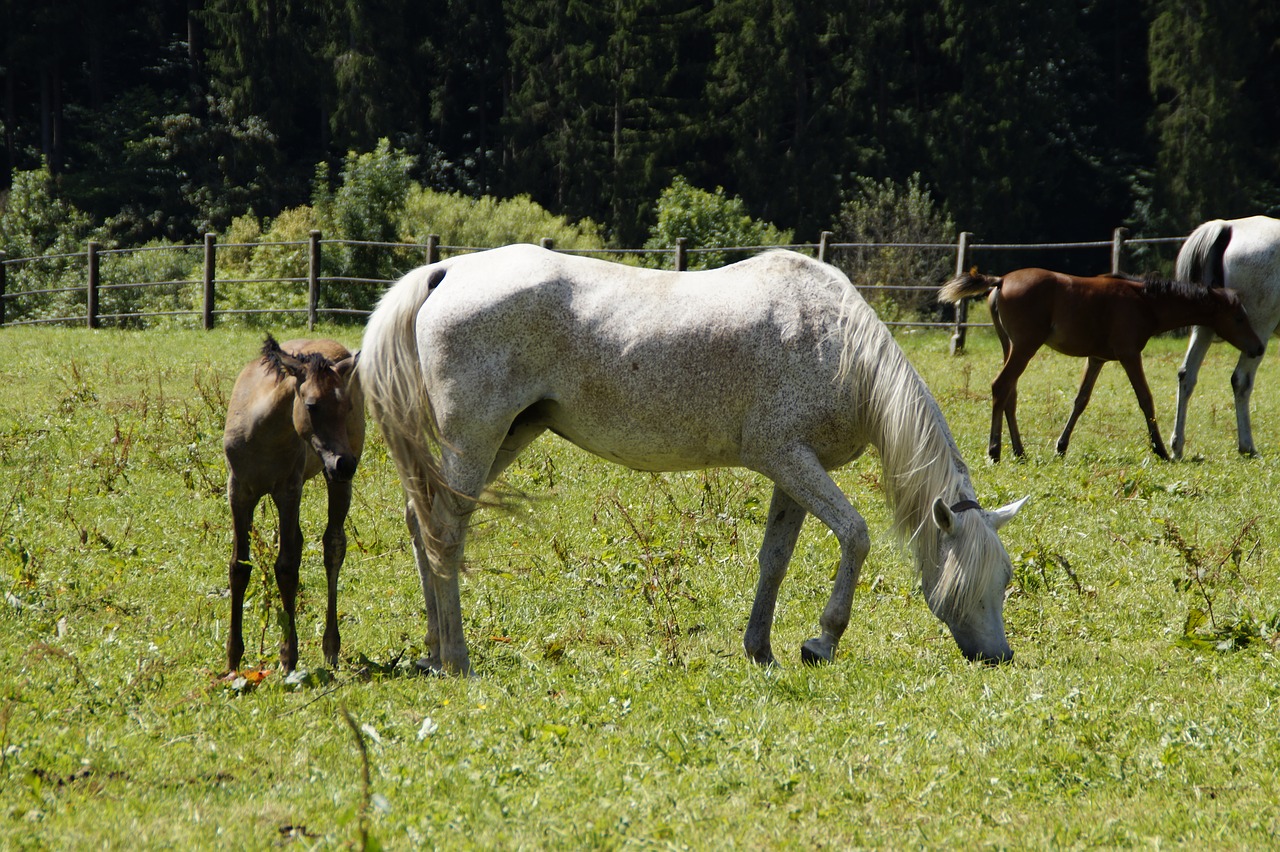 Kumelės, Kumeliukas, Arabai, Veisimas, Pelėsiai, Arklių Veislė, Arabų Veislė, Jauni Gyvūnai, Arkliai, Jungtis