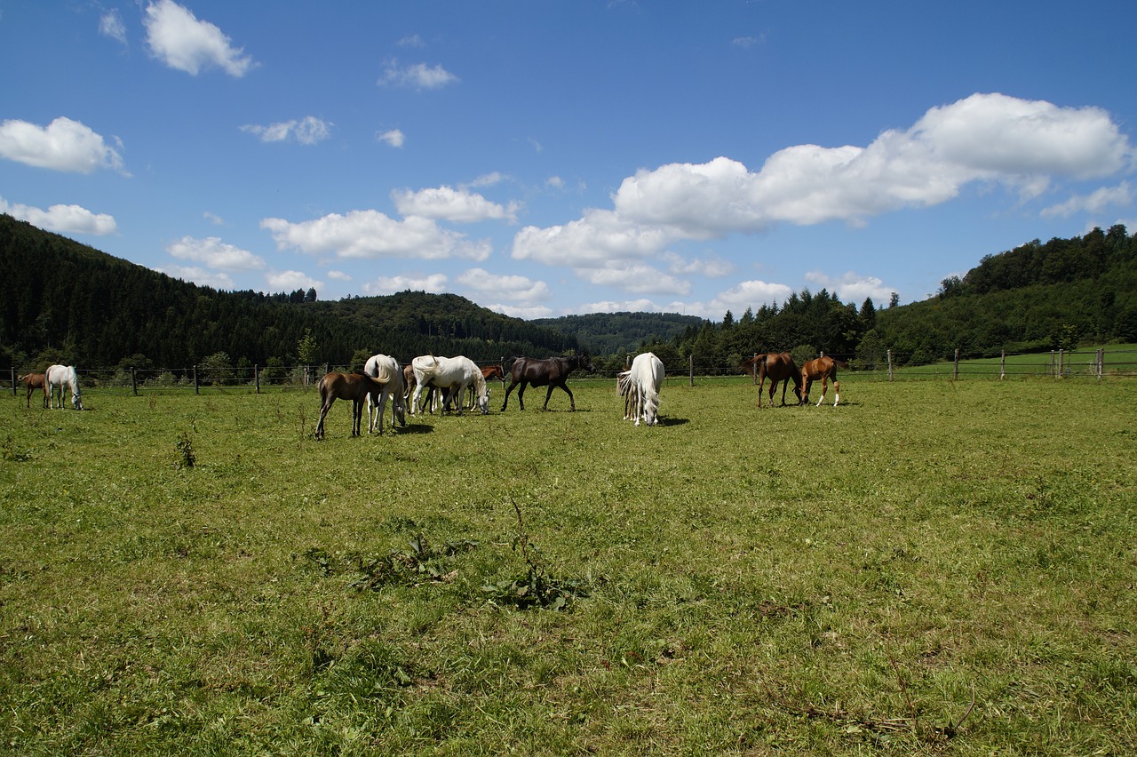 Kumelės, Kumeliukas, Arabai, Veisimas, Pelėsiai, Arklių Veislė, Arabų Veislė, Jauni Gyvūnai, Arkliai, Jungtis