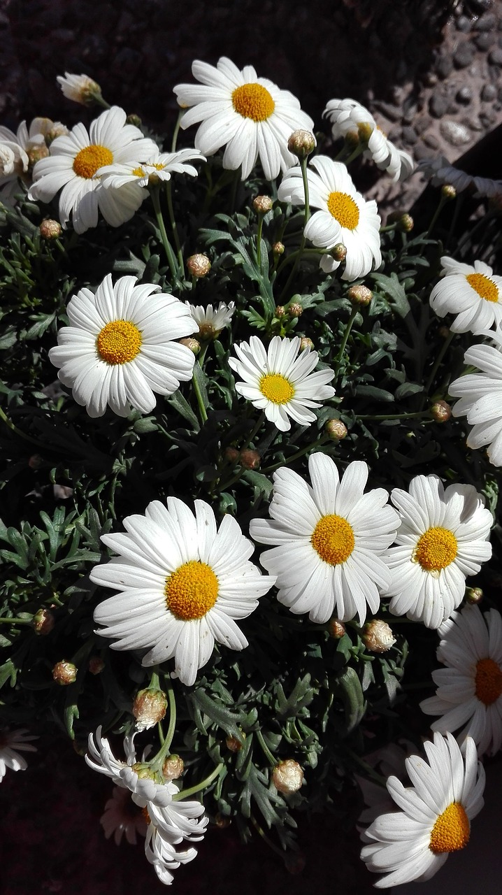 Margaret, Gėlės, Balta, Nemokamos Nuotraukos,  Nemokama Licenzija
