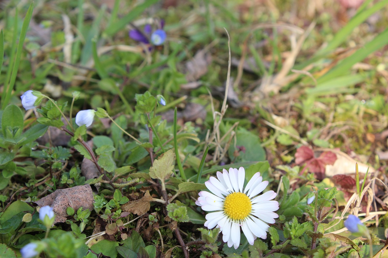 Margaret, Gėlė, Žolė, Žalias, Prato, Balta, Gėlės, Gamta, Pavasaris, Balta Daisy