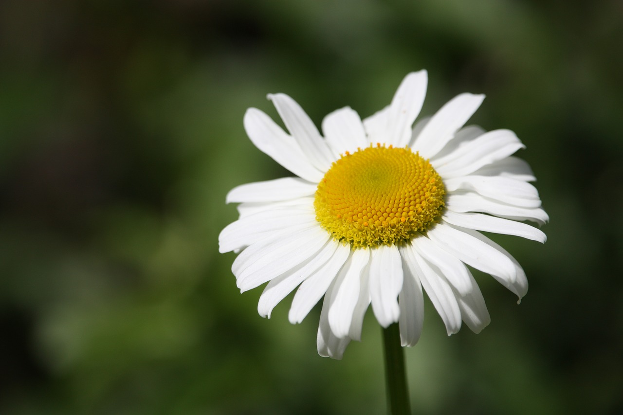 Margaret, Gėlė, Gamta, Prato, Pavasaris, Rozės, Balta Daisy, Laukinės Vasaros Spalvos, Žiedlapiai, Baltos Dainos