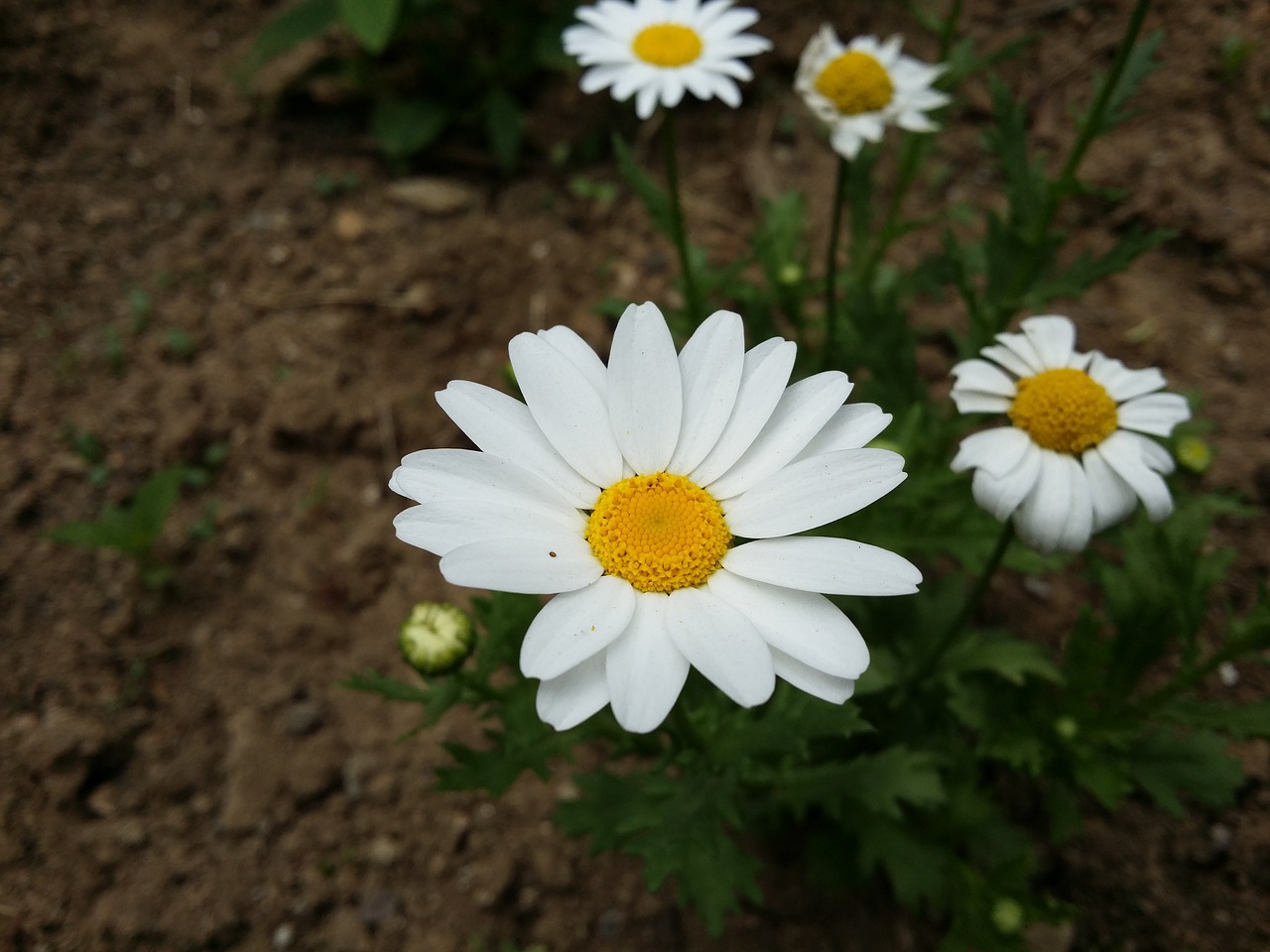 Margaret,  Gėlė,  Gėlės,  Augalai,  Baltos Gėlės,  Baltas, Nemokamos Nuotraukos,  Nemokama Licenzija
