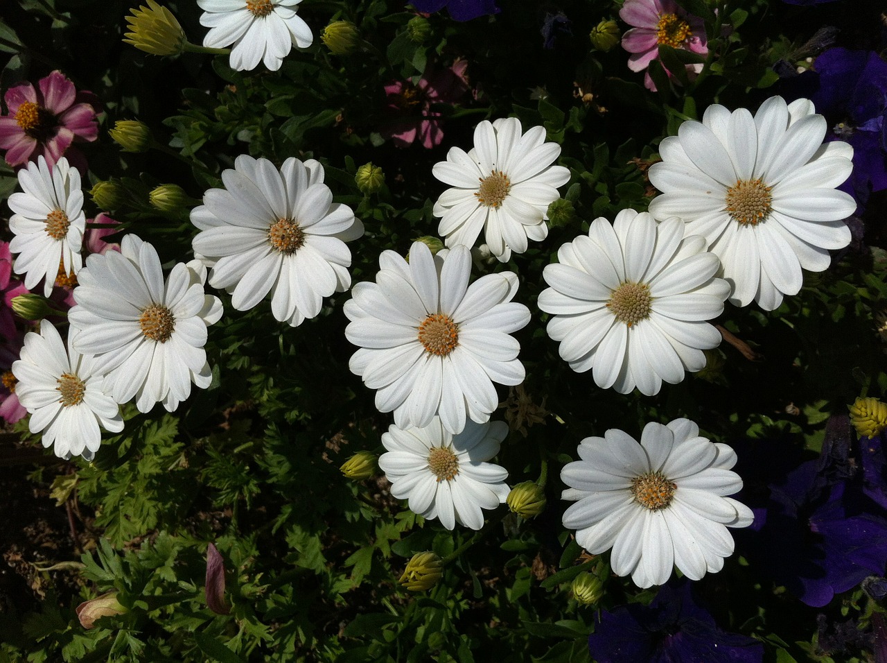 Margaret, Gėlės, Gamta, Nemokamos Nuotraukos,  Nemokama Licenzija