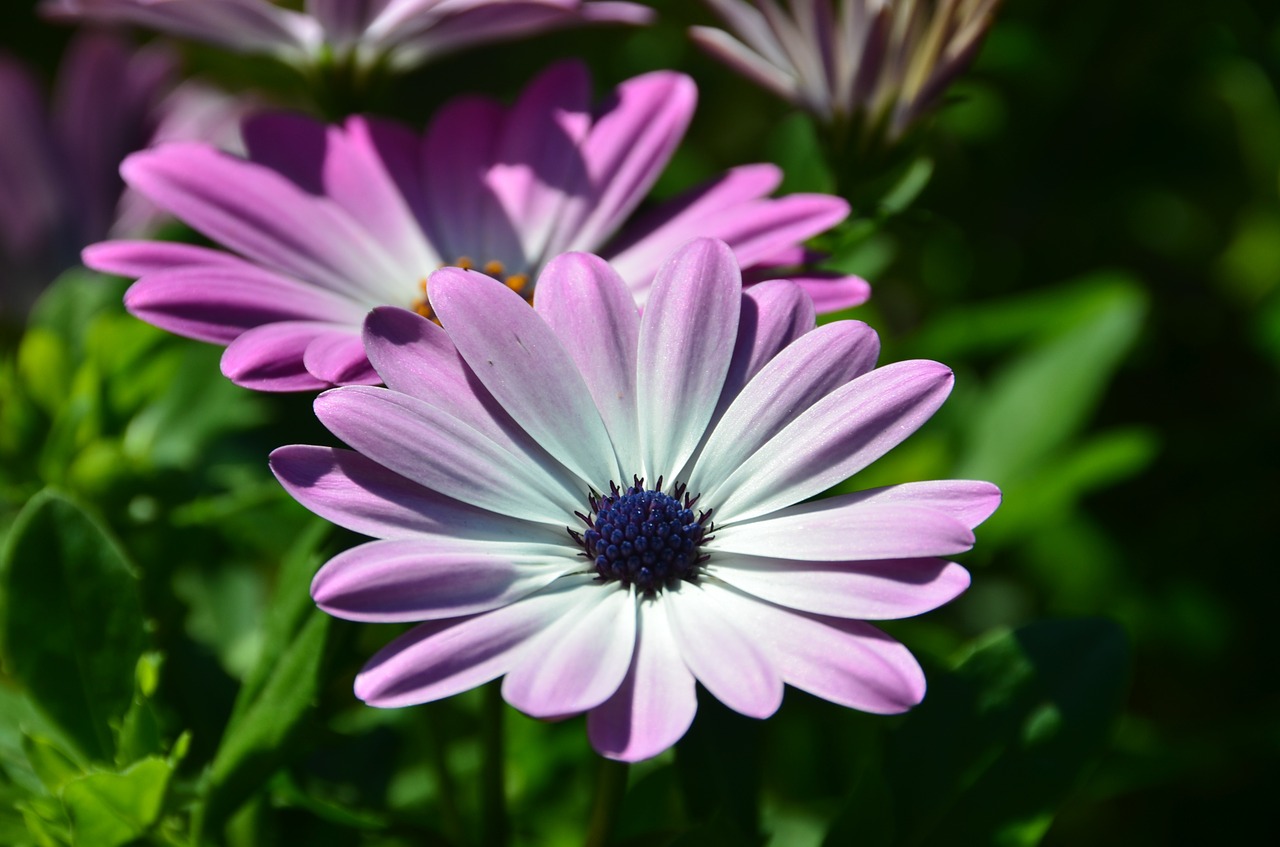 Margarita, African Daisy, Osteospermumo Ecklonis, Gėlė, Žiedas, Žydi, Augalas, Pavasaris, Botanika, Augantis Augalas