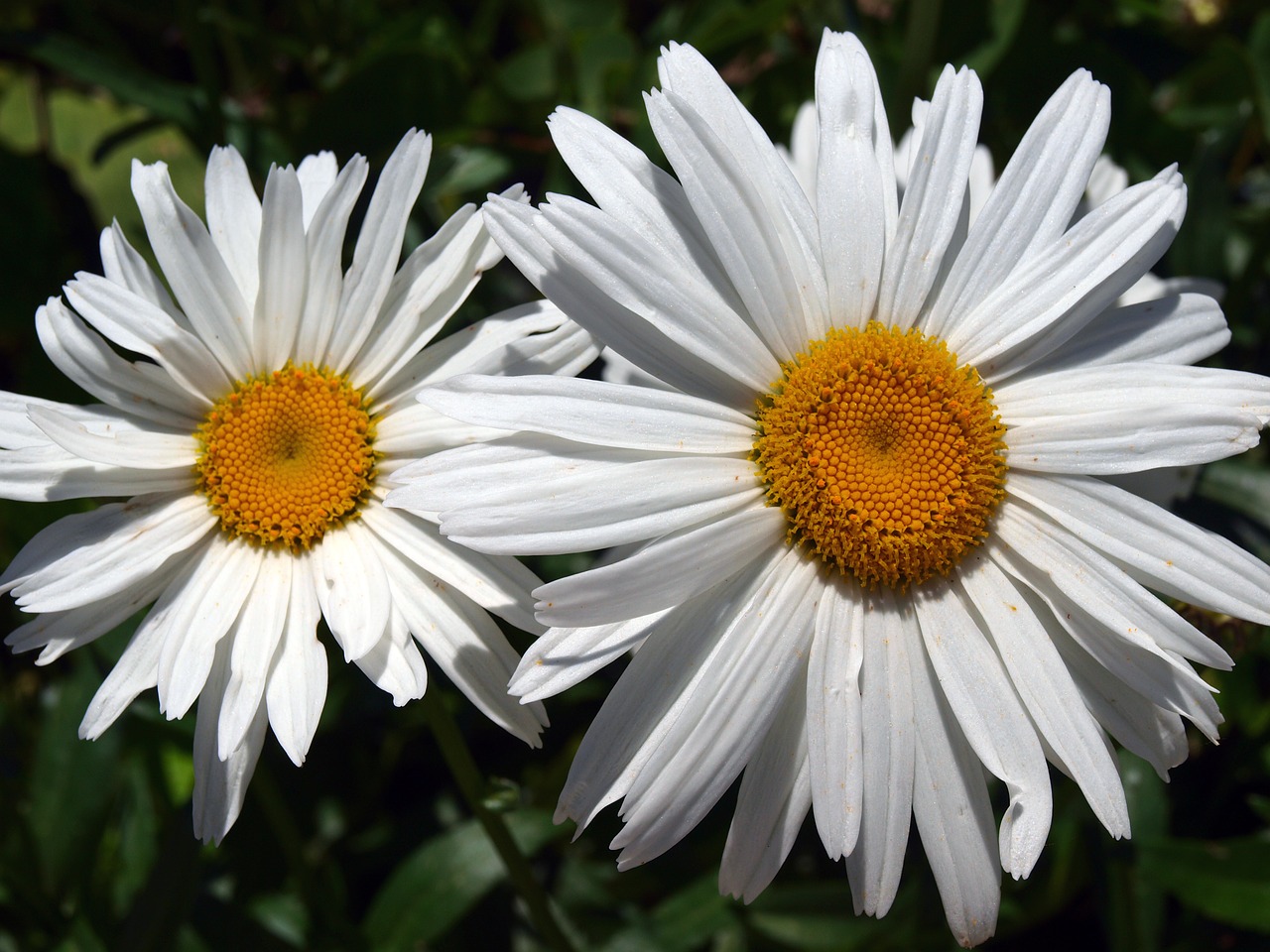 Margarita Milžinas,  Gėlių Daisy Balta,  Pavasaris,  Laukinių Gėlių,  Žydėjimo,  Gėlės,  Gėlė,  Baltos Spalvos,  Sodas,  Grožio