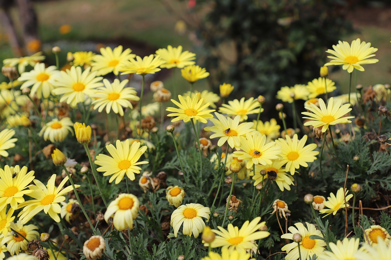 Margaritas,  Prado,  Gėlės,  Daisy,  Gėlė,  Pavasaris,  Žydėjimo,  Pobūdį,  Sodas,  Geltona