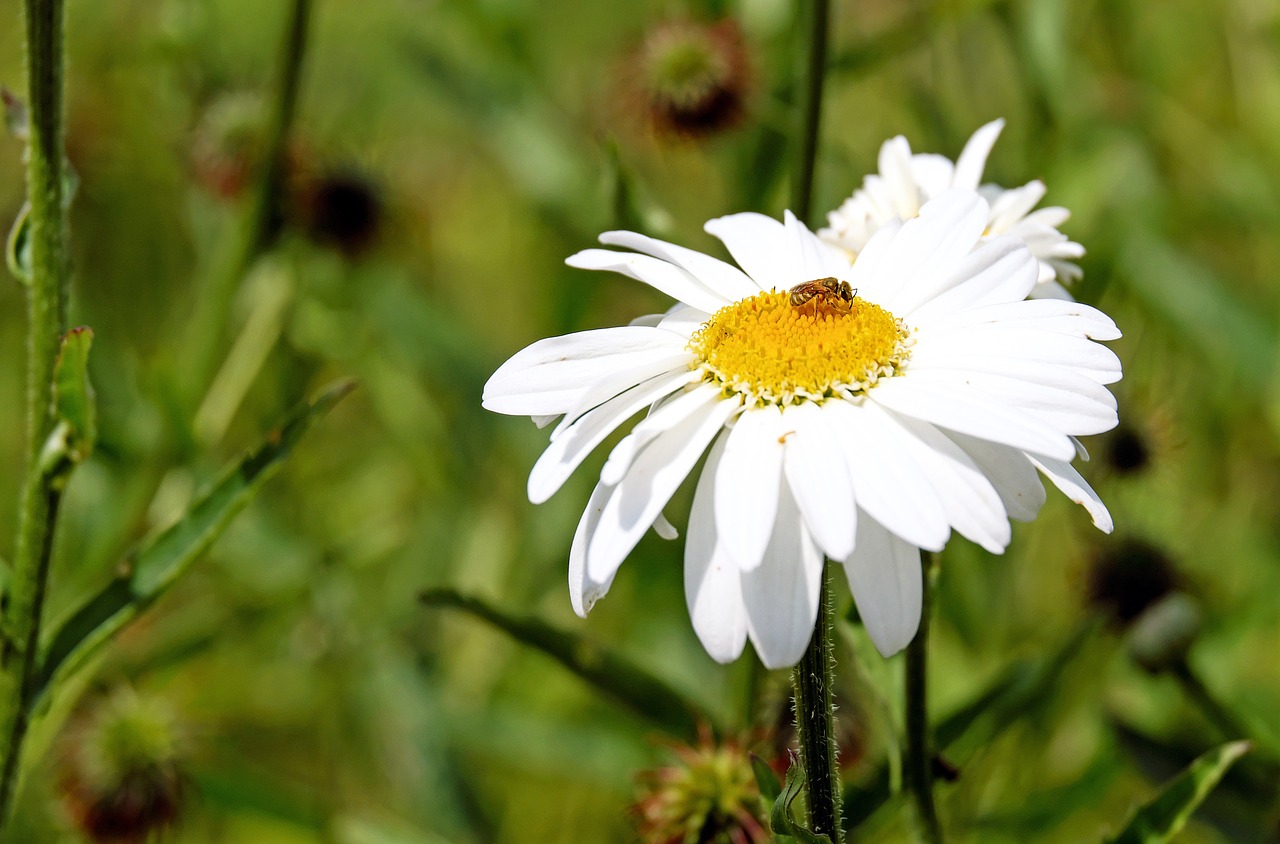 Marguerite, Gėlė, Žiedas, Žydėti, Gėlės, Balta Geltona, Bičių, Nemokamos Nuotraukos,  Nemokama Licenzija