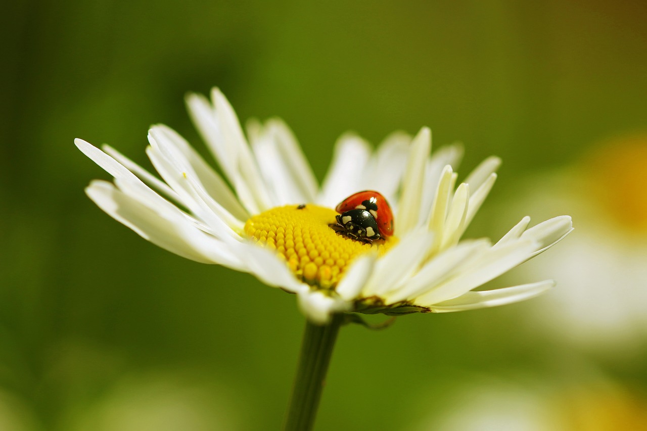 Margaritas, Žąsų Gėlė, Balta, Daisy, Gėlė, Uždaryti, Makro, Boružė, Vabalas, Nemokamos Nuotraukos