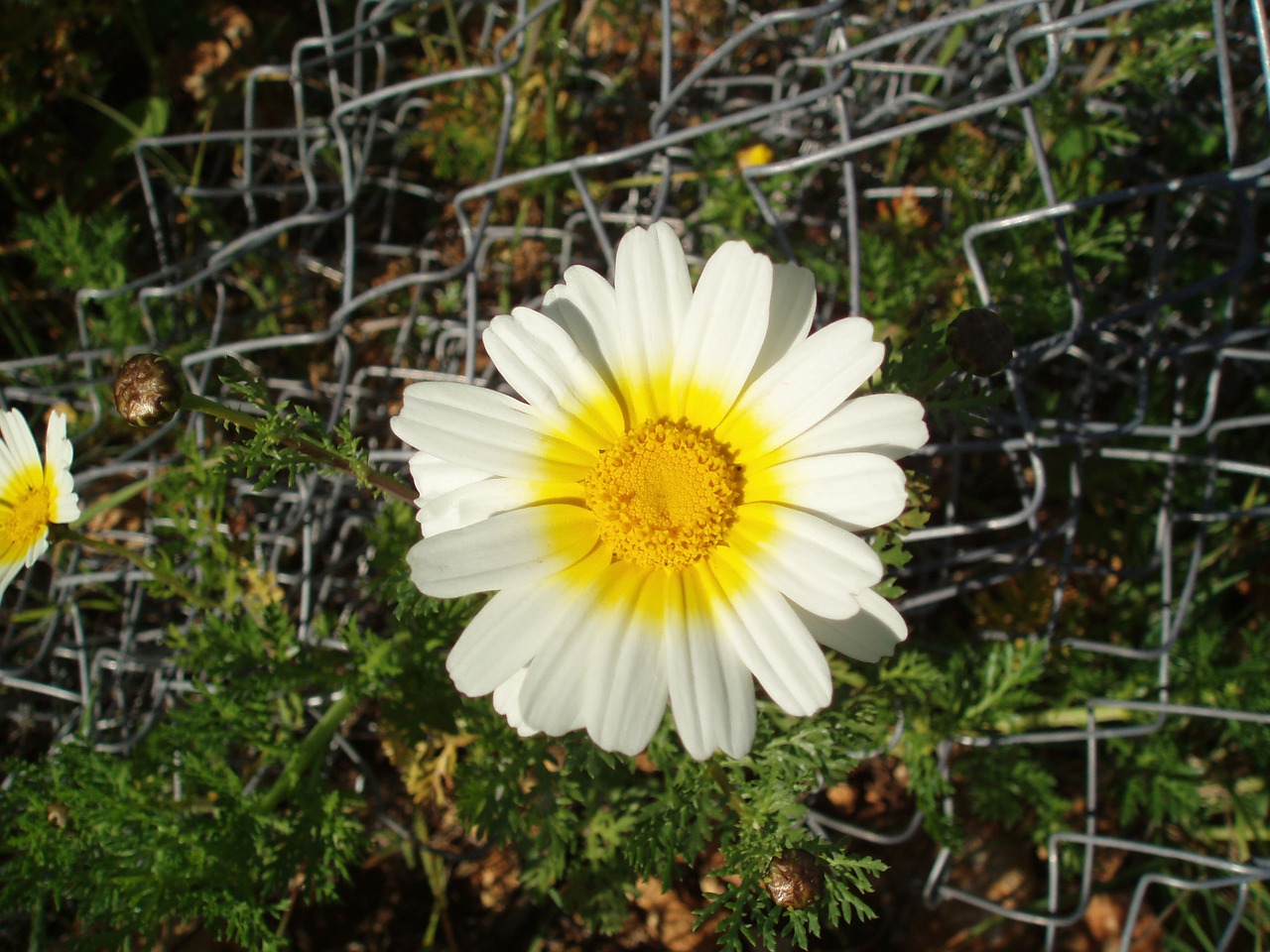 Marguerite, Rozės, Gėlės, Gamta, Žiedas, Žydėti, Balta, Gražus, Vienišas, Vienatvė