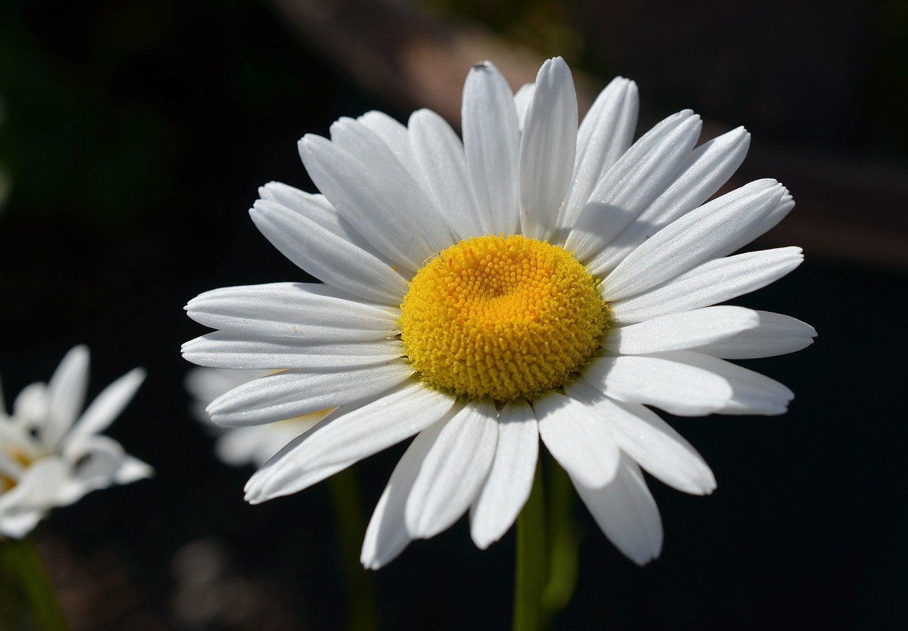 Marguerite, Gėlė, Žiedas, Žydėti, Augalas, Balta, Vasara, Sodas, Aštraus Gėlė, Žydėti