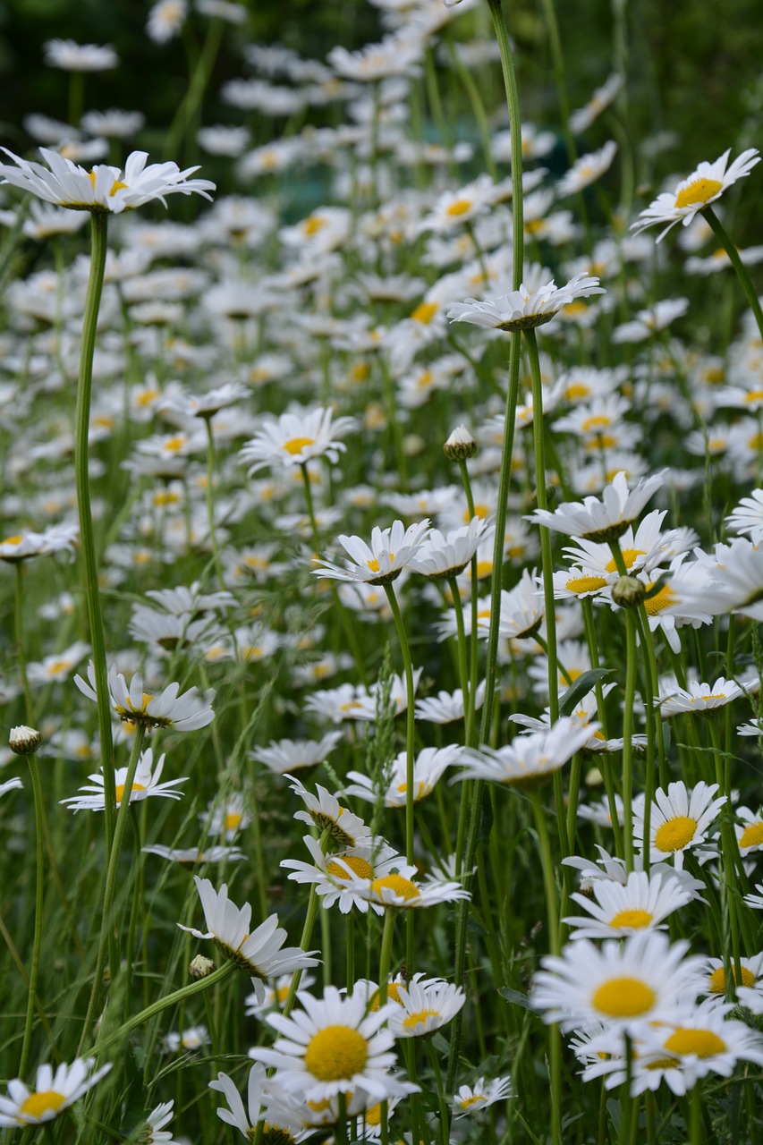 Marguerite, Gėlių Pieva, Balta, Gėlės, Augalas, Pavasaris, Gamta, Baltas Žiedas, Žalias, Balta Gėlė