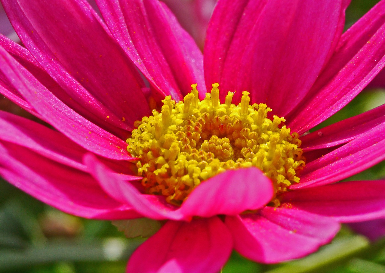 Marguerite, Pavasaris, Žiedas, Žydėti, Viduryje, Centras, Balandis, Žiedlapiai, Tuti, Konteinerių Gamykla