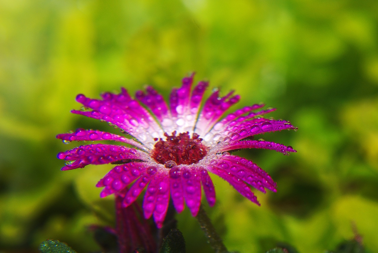 Marguerite, Gėlė, Augalas, Sodas, Nuotrauka, Vasara, Gamta, Žiedas, Žydėti, Aštraus Gėlė