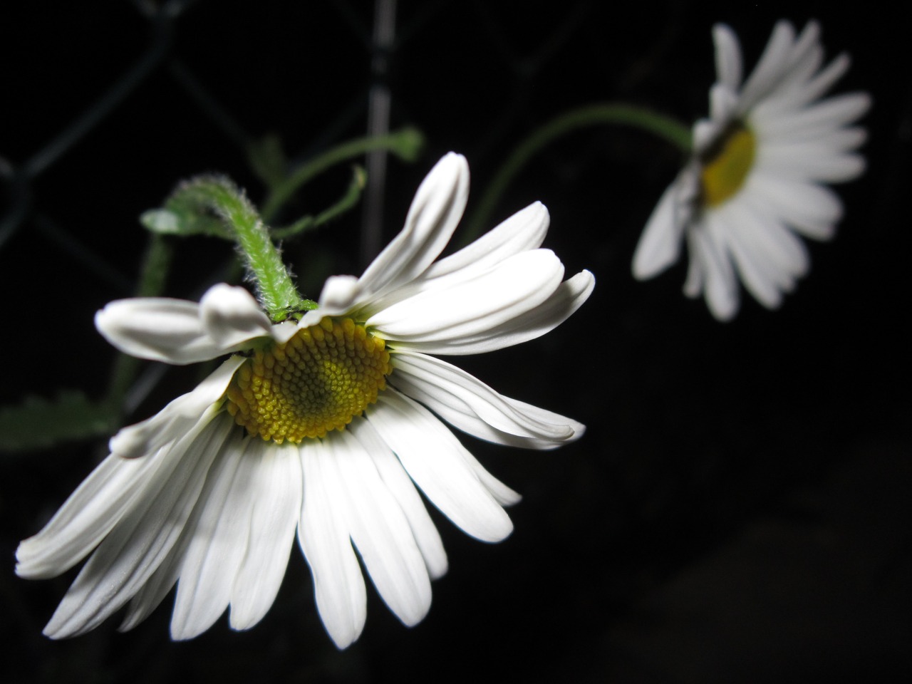 Marguerite, Balta, Pievos Margeritas, Žydėti, Žiedas, Žydėti, Gėlės, Gamta, Aštraus Gėlė, Flora