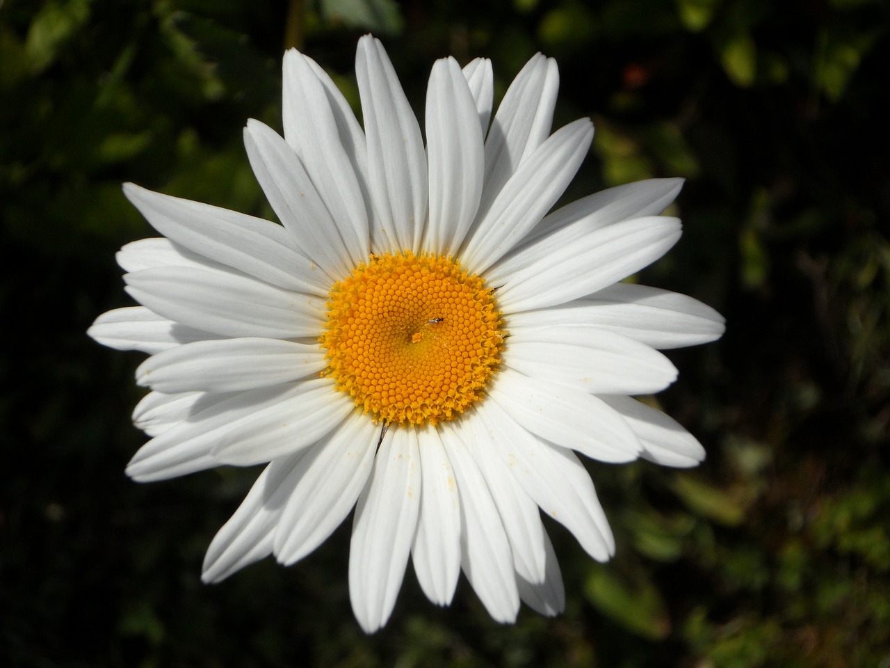 Marguerite, Gėlė, Žydėti, Žiedas, Žydėti, Balta, Nemokamos Nuotraukos,  Nemokama Licenzija