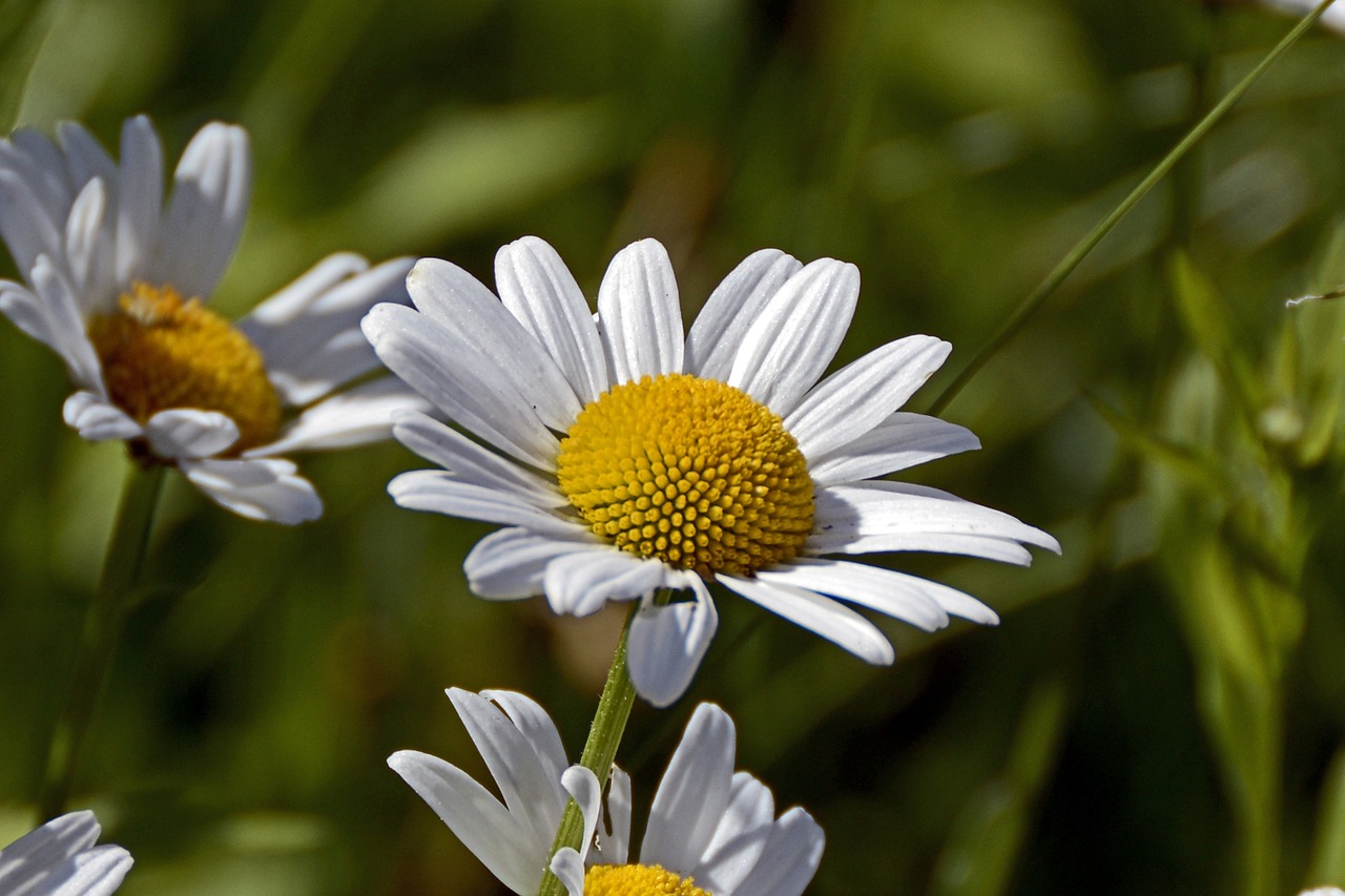 Marguerite, Gėlė, Žiedas, Žydėti, Gamta, Balta, Augalas, Vasara, Pievos Margeritas, Žydėti