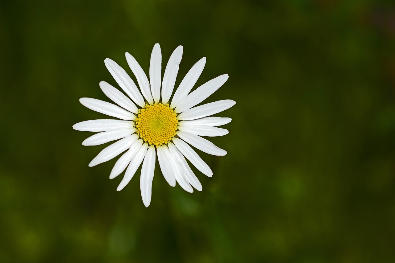 Marguerite, Gėlė, Žiedas, Žydėti, Gamta, Balta, Augalas, Vasara, Pievos Margeritas, Žydėti