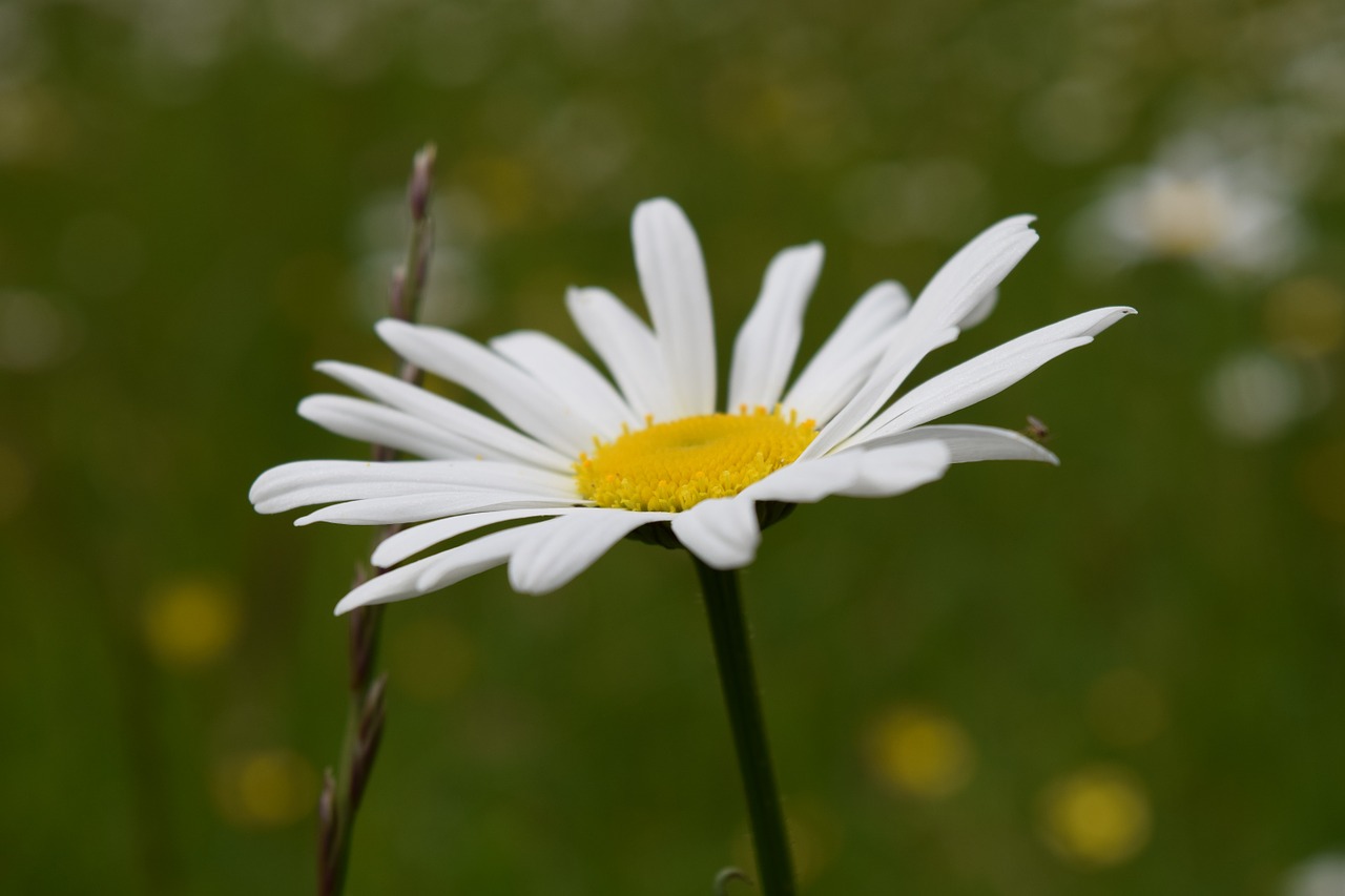 Marguerite, Balta, Pievos Margeritas, Žydėti, Augalas, Žiedas, Žydėti, Gėlės, Vasara, Aštraus Gėlė