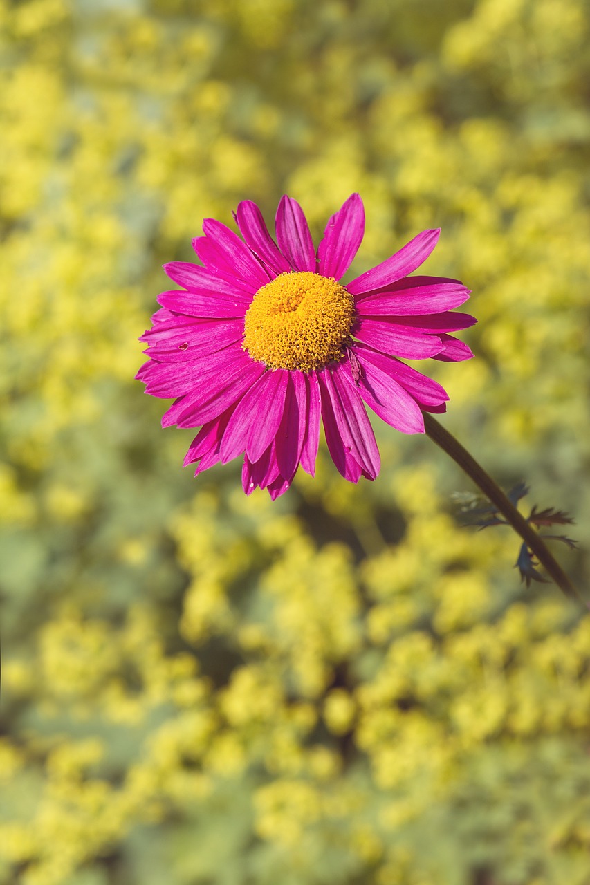 Marguerite, Gėlė, Rožinis, Žiedas, Žydėti, Rožinis Žiedas, Žiedlapiai, Pistil, Sodas, Sode