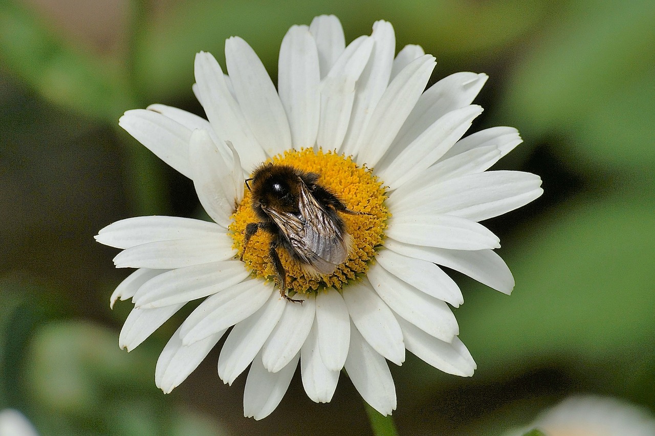 Marguerite, Hummel, Gėlė, Vabzdys, Uždaryti, Žiedas, Žydėti, Vasara, Geltona, Balta