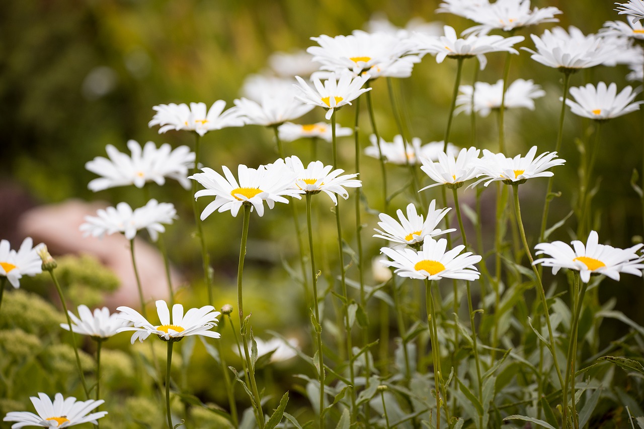 Marguerite, Pieva, Marguerite Pieva, Gėlė, Balta, Balta Gėlė, Vasara, Sodas, Gamta, Uždaryti