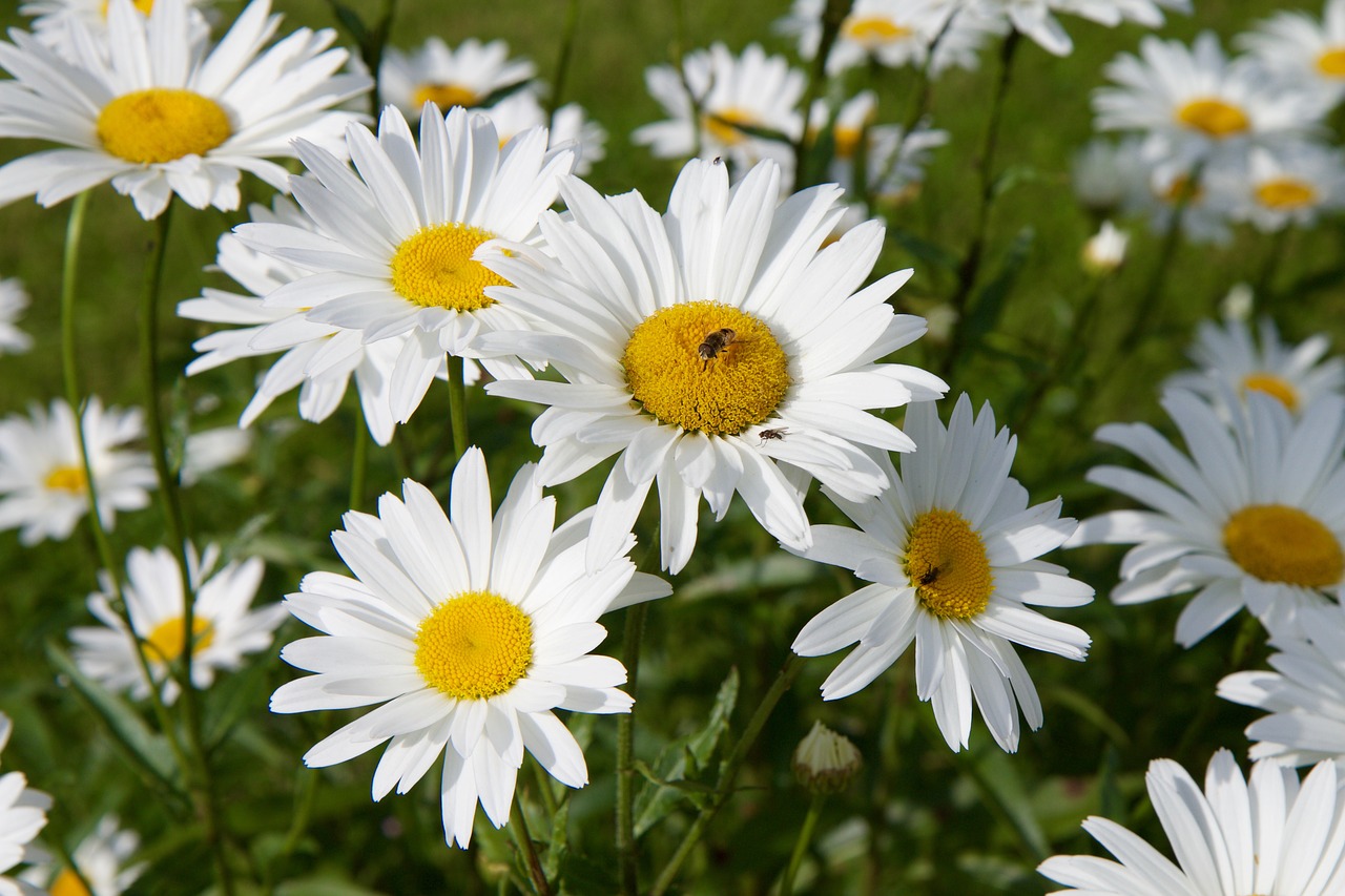 Marguerite, Gėlė, Bičių, Gamta, Nemokamos Nuotraukos,  Nemokama Licenzija