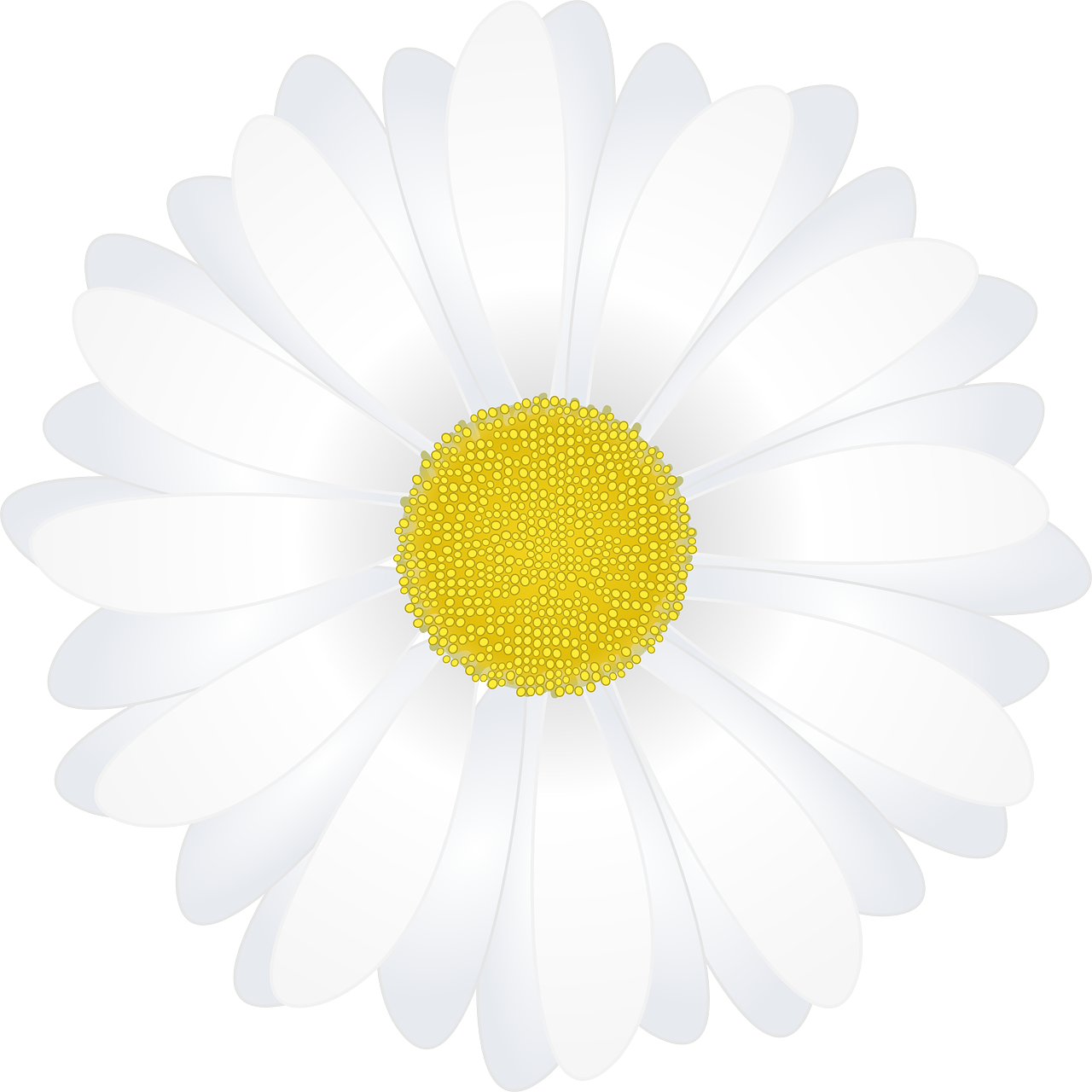 Marguerite, Gėlė, Daisy, Žydėti, Balta, Augalas, Nemokama Vektorinė Grafika, Nemokamos Nuotraukos,  Nemokama Licenzija