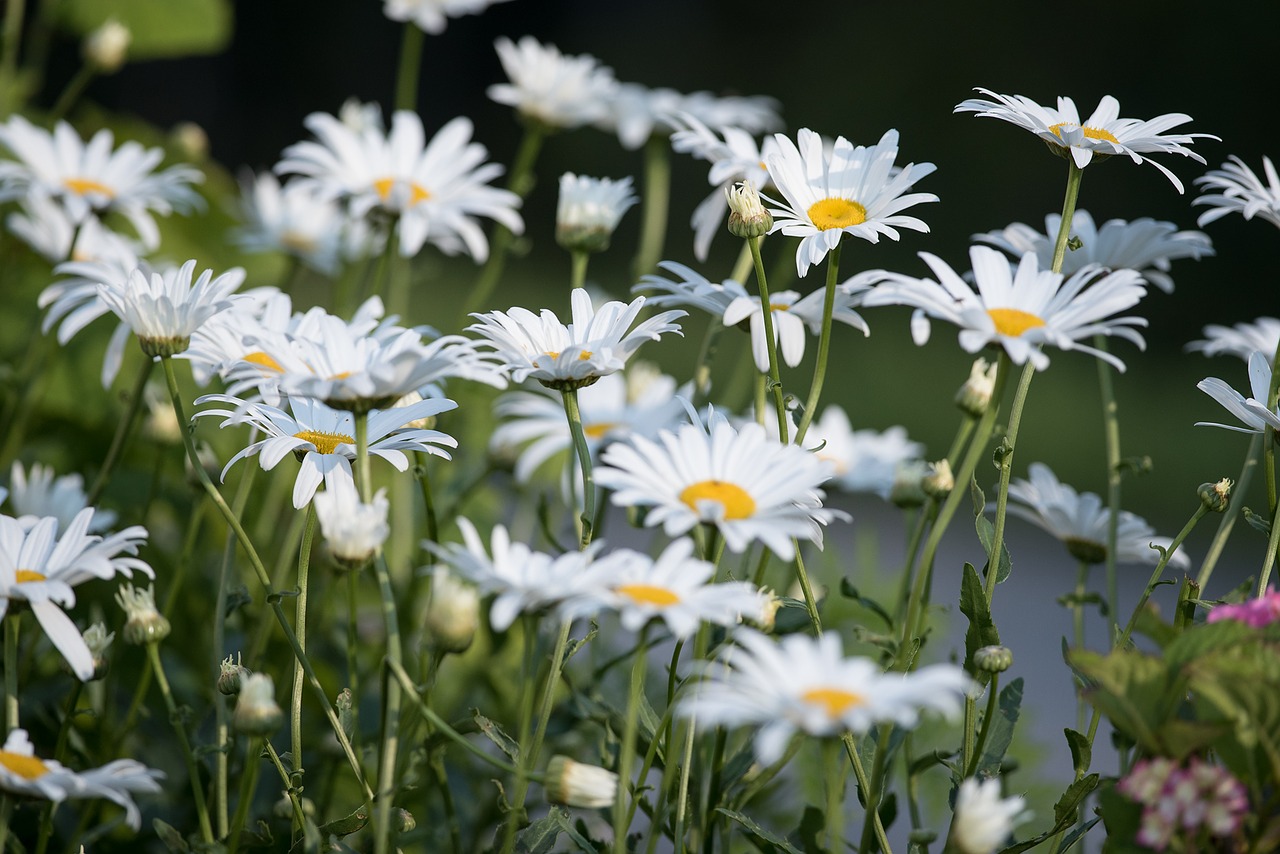 Marguerite, Pieva, Marguerite Pieva, Gėlė, Balta, Balta Gėlė, Vasara, Sodas, Gamta, Uždaryti