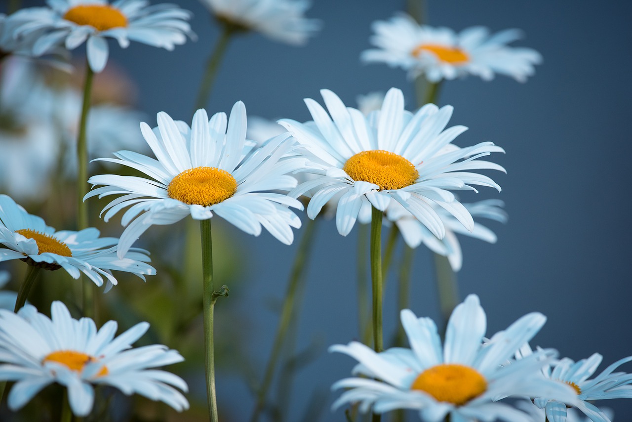 Marguerite, Pieva, Marguerite Pieva, Gėlė, Balta, Balta Gėlė, Vasara, Sodas, Gamta, Uždaryti