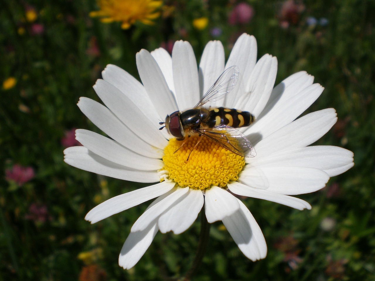 Marguerite, Gėlė, Žiedas, Žydėti, Bičių, Nemokamos Nuotraukos,  Nemokama Licenzija